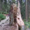 Zvětšit obrázek