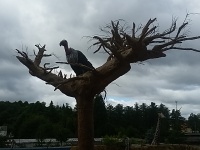 ZOO Plasy