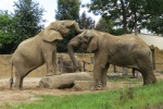 ZOO Dvůr Králové nad Labem