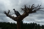 ZOO Plasy