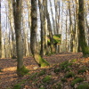 Zvětšit obrázek