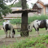 Zvětšit obrázek
