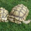 Zvětšit obrázek