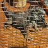 Zvětšit obrázek