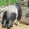 Zvětšit obrázek